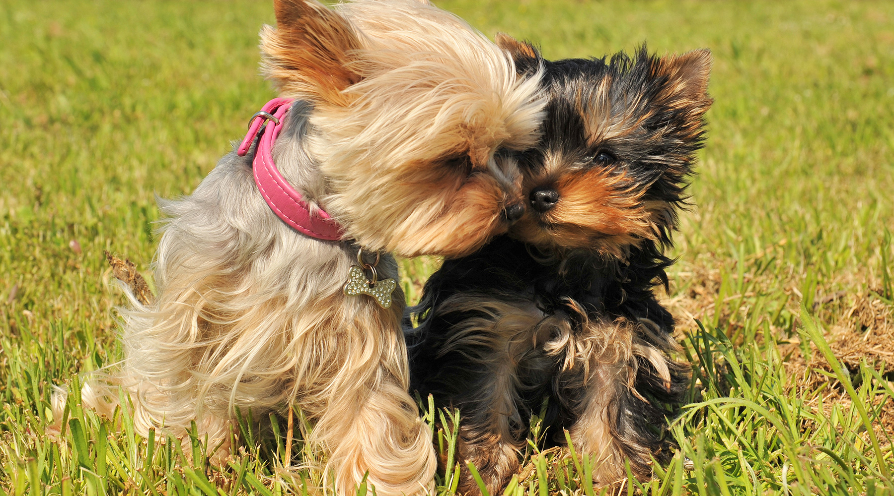 おうちに緑のある毎日